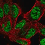 Merck Anti-BOC antibody produced in rabbit