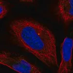 Merck Anti-BORCS6 antibody produced in rabbit