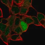 Merck Anti-ID4 antibody produced in rabbit