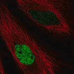 Merck Anti-MAFK antibody produced in rabbit