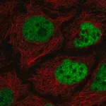 Merck Anti-C2orf49 antibody produced in rabbit