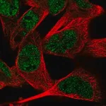 Merck Anti-RMND5A antibody produced in rabbit
