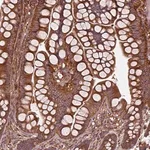 Merck Anti-WASHC2A antibody produced in rabbit