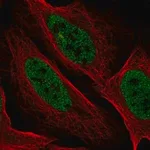 Merck Anti-YDJC antibody produced in rabbit