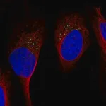 Merck Anti-GDF11 antibody produced in rabbit