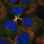 Merck Anti-COPS2 antibody produced in rabbit