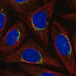 Merck Anti-PPP1R15B antibody produced in rabbit