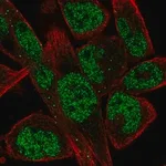 Merck Anti-EBF1 antibody produced in rabbit