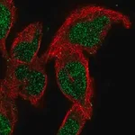 Merck Anti-SMNDC1 antibody produced in rabbit