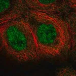 Merck Anti-MINDY1 antibody produced in rabbit