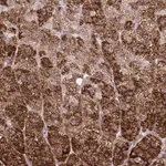Merck Anti-LIMS1 antibody produced in rabbit