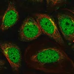 Merck Anti-SCOC antibody produced in rabbit