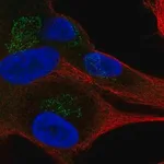 Merck Anti-APBA1 antibody produced in rabbit