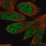 Merck Anti-SCAPER antibody produced in rabbit