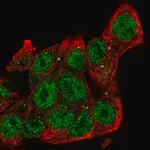 Merck Anti-SIAH2 antibody produced in rabbit