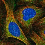 Merck Anti-CENPI antibody produced in rabbit