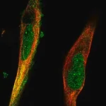 Merck Anti-TRIM36 antibody produced in rabbit