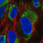 Merck Anti-GLUD1 antibody produced in rabbit