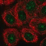 Merck Anti-GIN1 antibody produced in rabbit