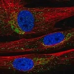 Merck Anti-INMT antibody produced in rabbit