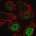 Merck Anti-CEBPB antibody produced in rabbit