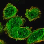 Merck Anti-TACC2 antibody produced in rabbit