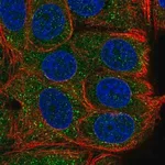 Merck Anti-TAB2 antibody produced in rabbit