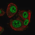 Merck Anti-SCML1 antibody produced in rabbit