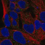 Merck Anti-MTOR antibody produced in rabbit
