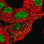 Merck Anti-CLEC16A antibody produced in rabbit