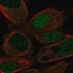 Merck Anti-HLF antibody produced in rabbit