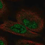 Merck Anti-FGF12 antibody produced in rabbit