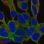 Merck Anti-GAREM2 antibody produced in rabbit