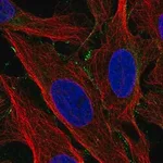 Merck Anti-LCTL antibody produced in rabbit