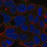 Merck Anti-CNNM2 antibody produced in rabbit