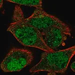 Merck Anti-JKAMP antibody produced in rabbit