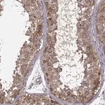 Merck Anti-URI1 antibody produced in rabbit