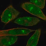 Merck Anti-MOB1A antibody produced in rabbit