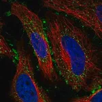 Merck Anti-SAPCD1 antibody produced in rabbit