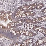 Merck Anti-MRPS27 antibody produced in rabbit