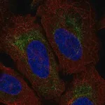 Merck Anti-TMEM185A antibody produced in rabbit