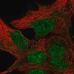 Merck Anti-TBPL1 antibody produced in rabbit