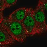 Merck Anti-MED26 antibody produced in rabbit