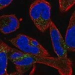 Merck Anti-SMIM17 antibody produced in rabbit