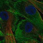 Merck Anti-LSP1 antibody produced in rabbit