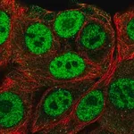 Merck Anti-PMF1 antibody produced in rabbit