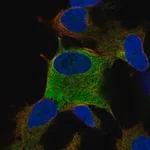 Merck Anti-ZKSCAN7 antibody produced in rabbit