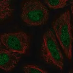 Merck Anti-ZFY antibody produced in rabbit