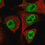 Merck Anti-IRF2BP1 antibody produced in rabbit