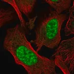 Merck Anti-AES antibody produced in rabbit